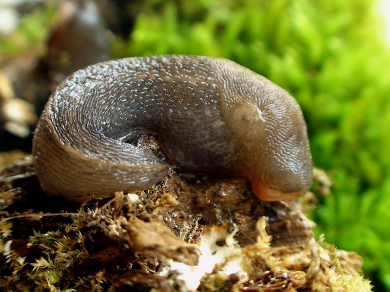 Limax toscano del corsicus-gruppo da Tirli (GR)